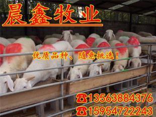 山东菏泽 羊网织就畜牧业高质量发展新丝路
